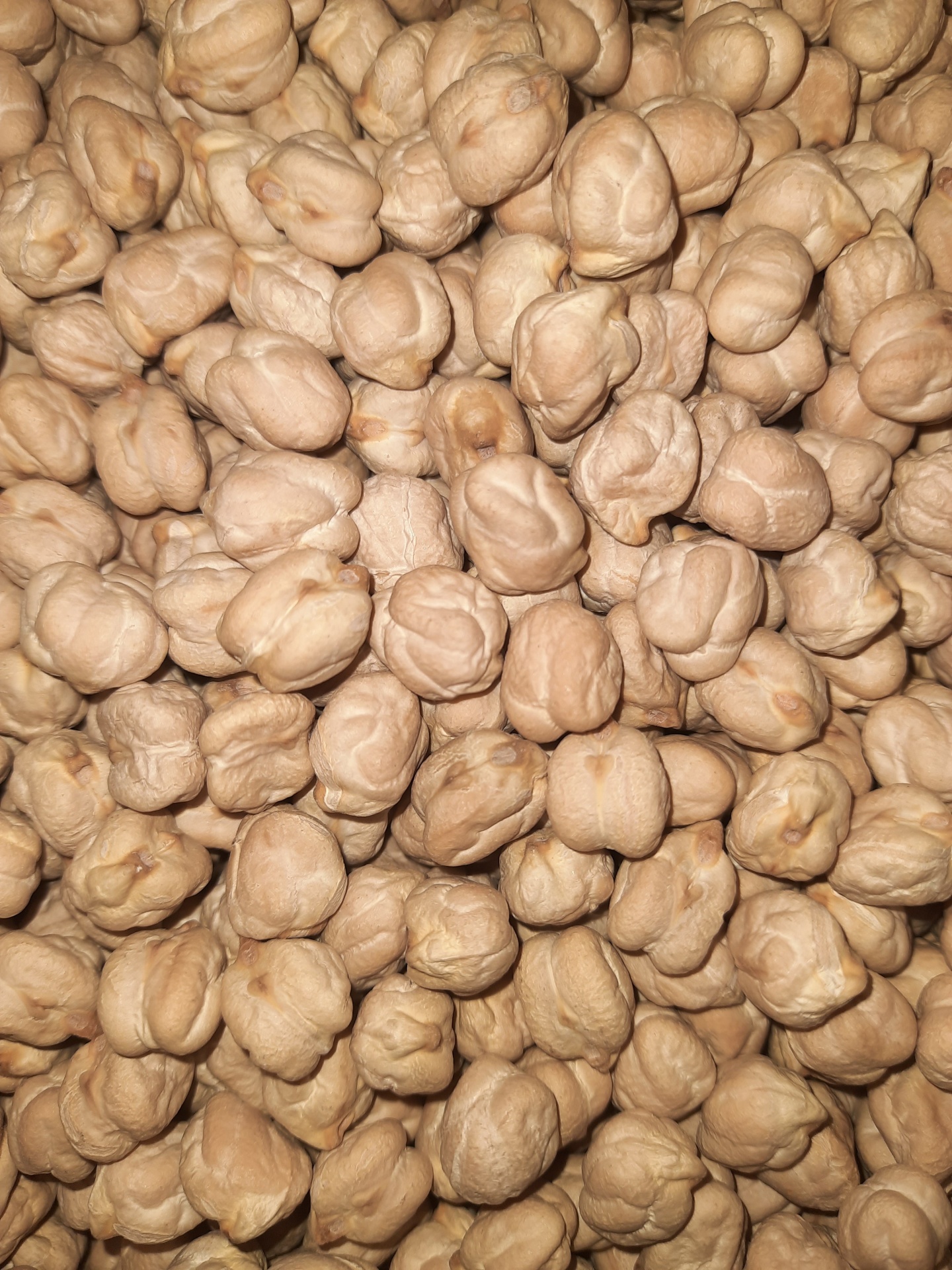 Gr&#x00E3;o&#x20;De&#x20;Bico&#x20;Extra