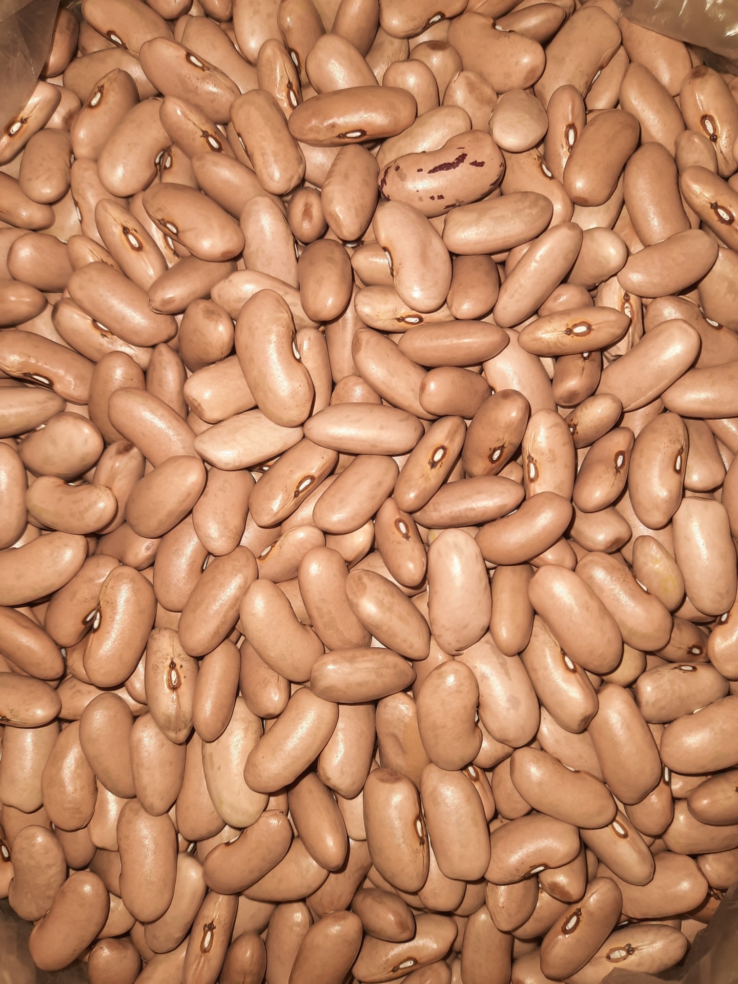 Feij&#x00E3;o&#x20;De&#x20;Manteiga