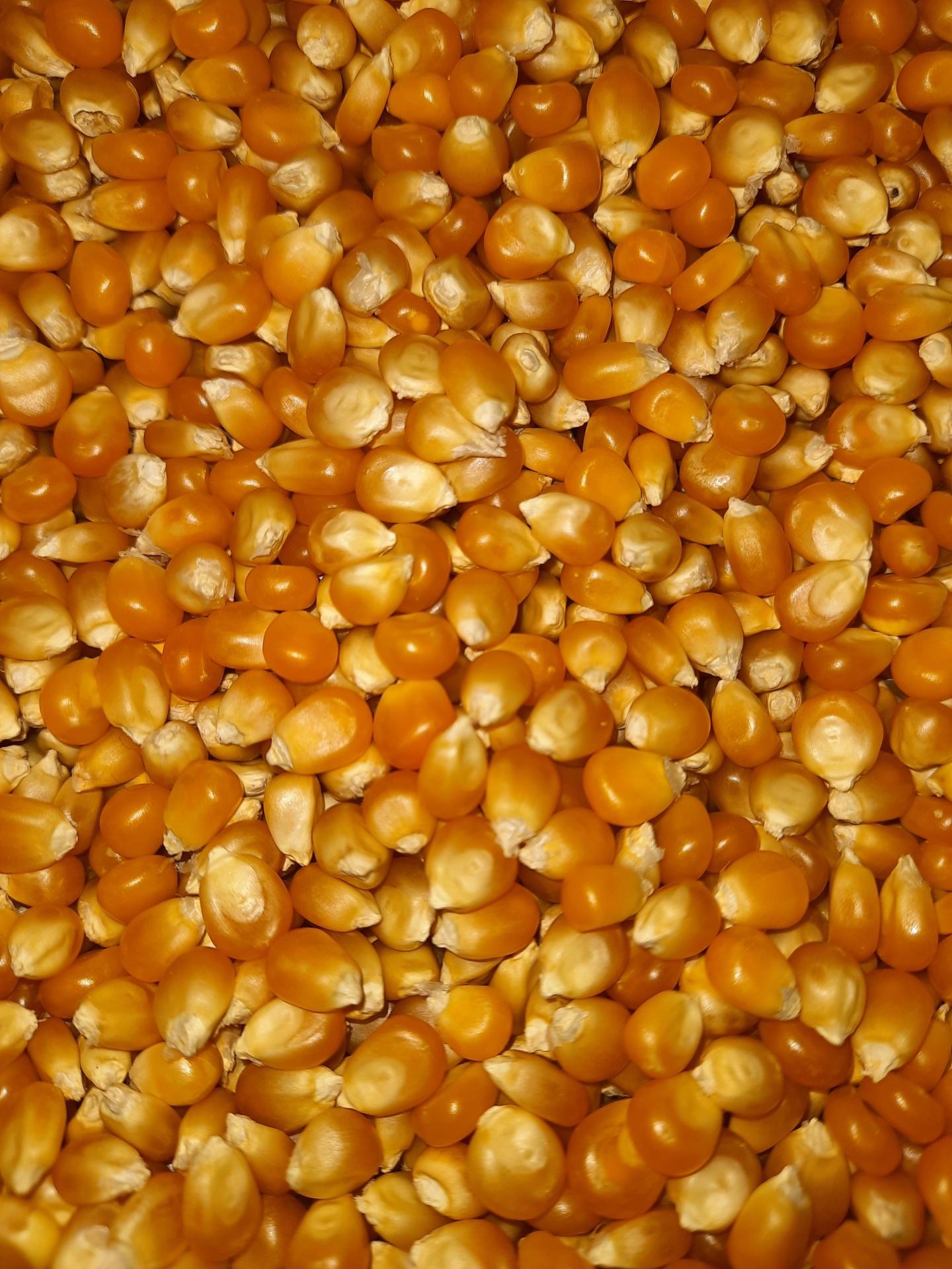 Milho&#x20;Para&#x20;Pipocas