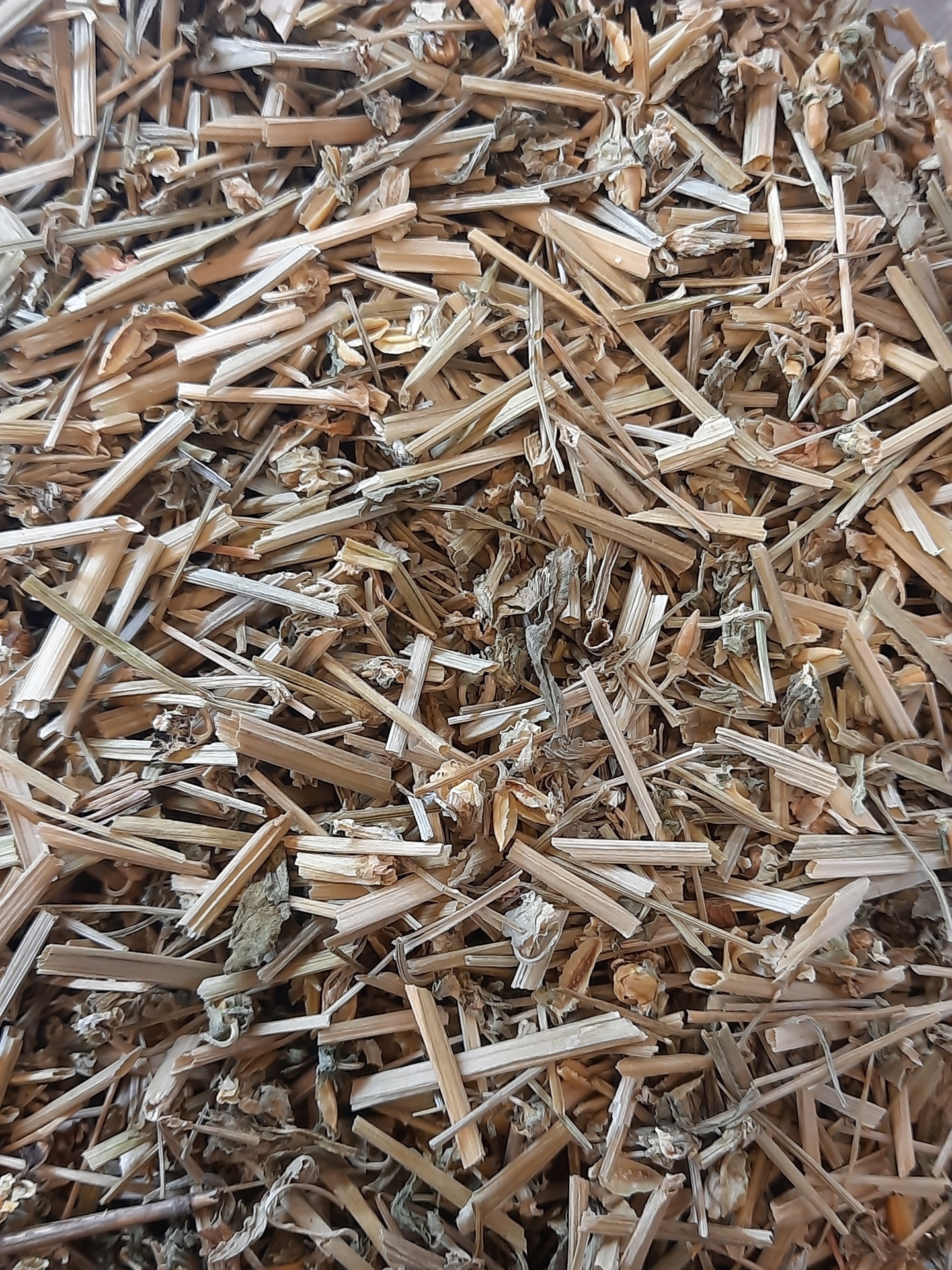 Ch&#x00E1;&#x20;Violetas&#x20;Bravas