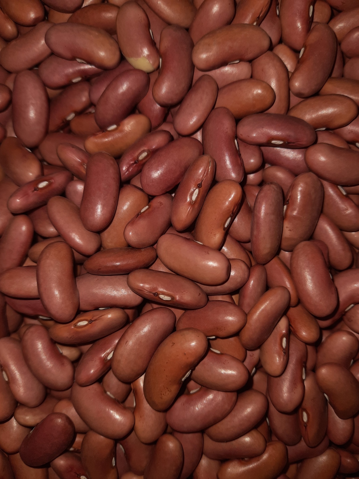 Feij&#x00E3;o&#x20;Vermelho