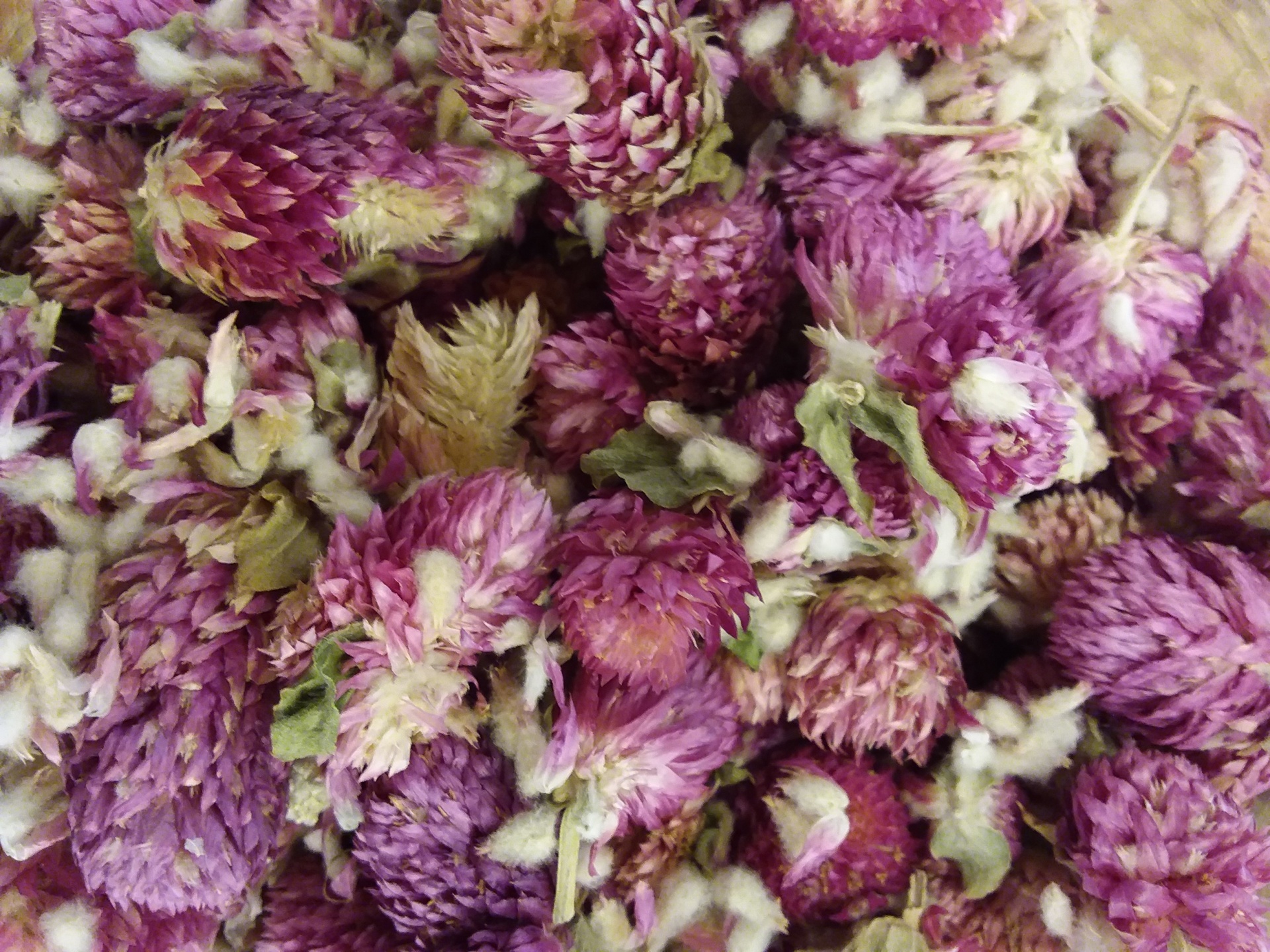 Ch&#x00E1;&#x20;Perpetua&#x20;Roxa