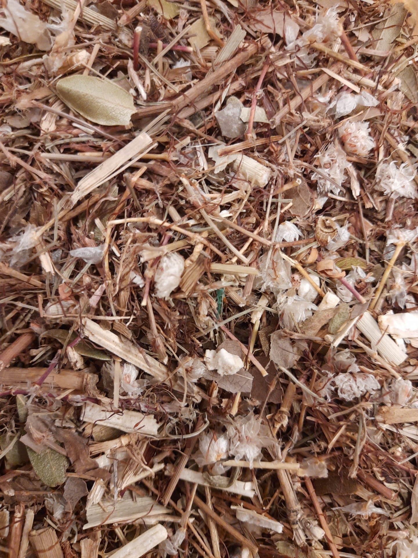 Ch&#x00E1;&#x20;Rinervia