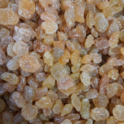 Sultana Dourada