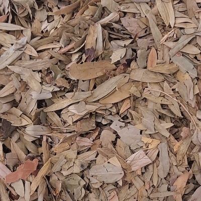 Ch&#x00E1;&#x20;Sene&#x20;Folhas