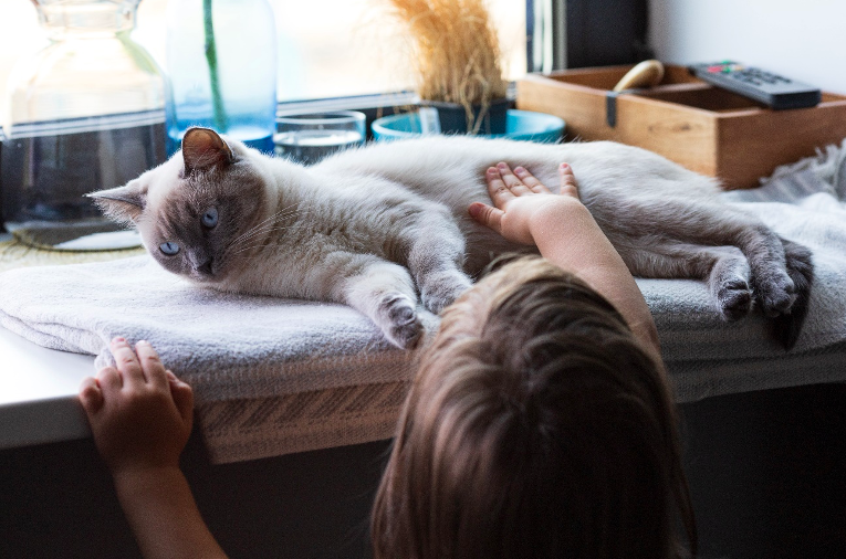5 Dicas Para Adotar Um Gato Numa Casa com Crianças