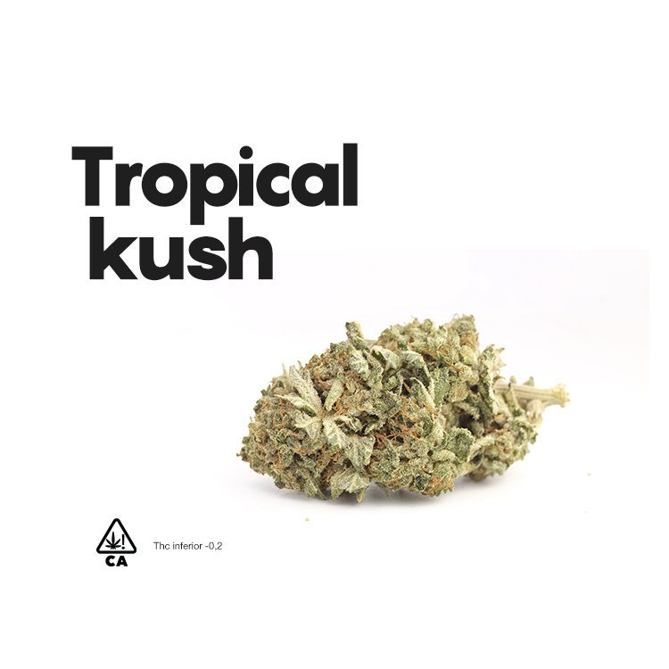 Life Flores de CBD Tropical Kush