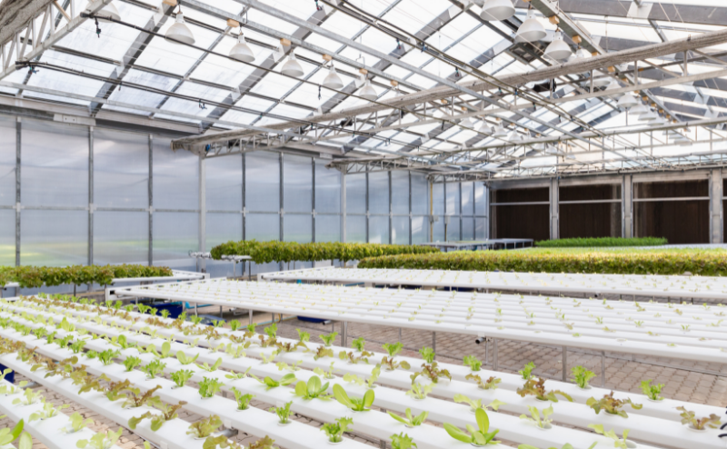 Ventajas del cultivo protegido Ventajas del cultivo protegido