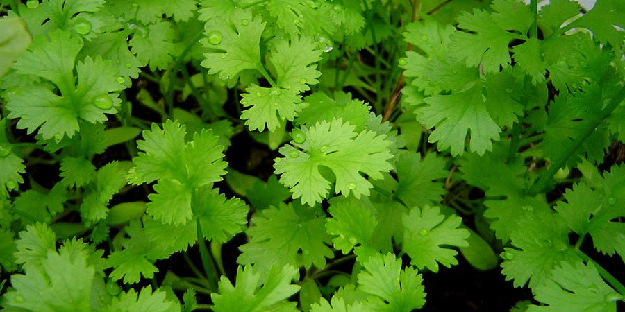 Hidroponia la mejor opción para cultivar cilantro Hidroponia la mejor opción para cultivar cilantro