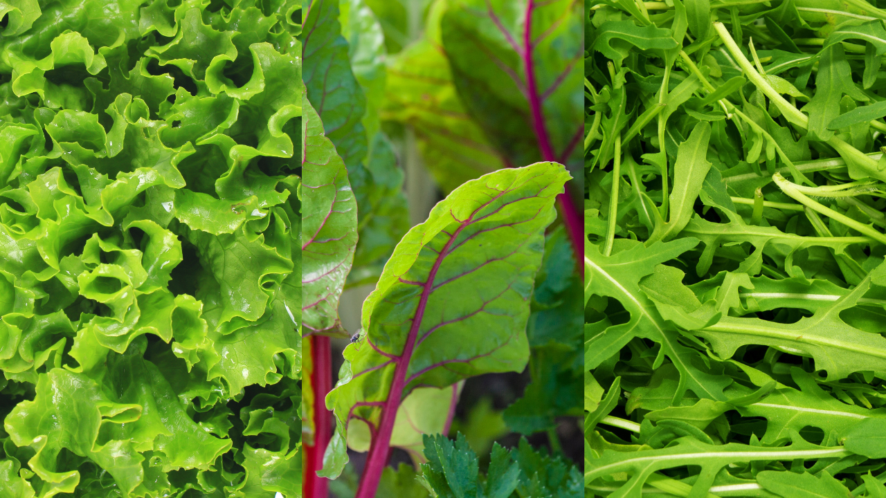 Hola Noviembre ¿qué puedo cultivar este mes? Hola Noviembre ¿qué puedo cultivar este mes?