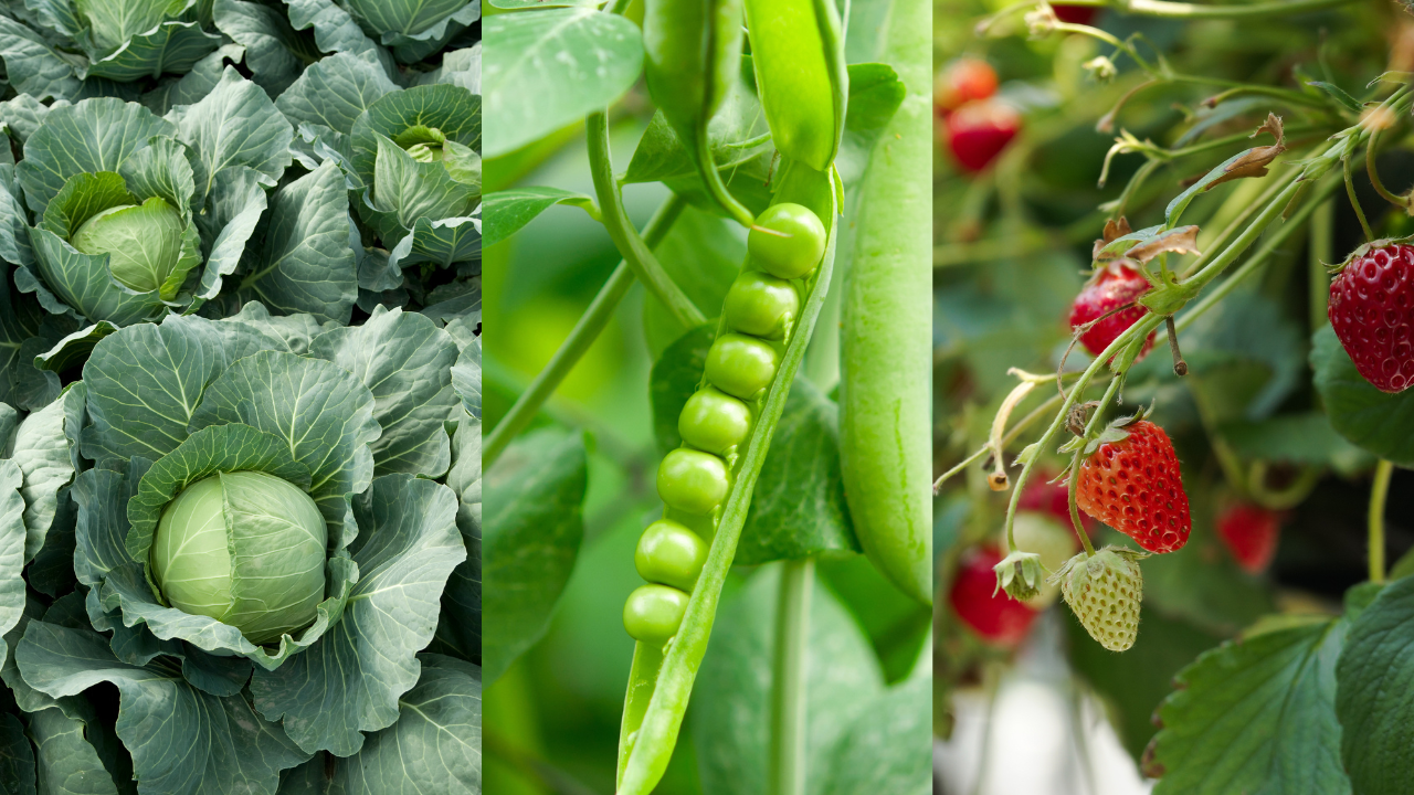 Hola junio, ¿qué puedo cultivar este mes? Hola junio, ¿qué puedo cultivar este mes?