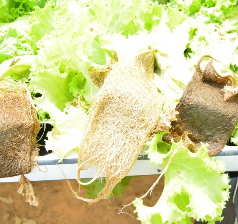 Ataque de plagas en la producción hidropónica