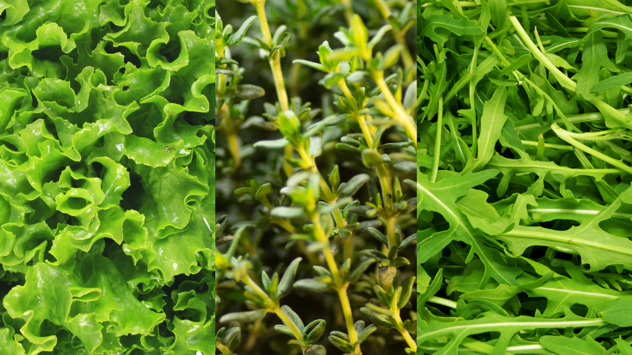 Qué cultivar en Hidroponía durante el Mes de Mayo? Qué cultivar en Hidroponía durante el Mes de Mayo?