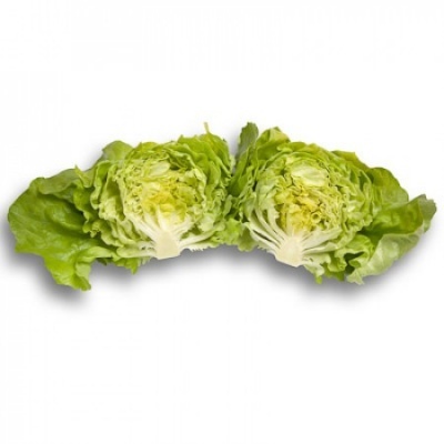 Lechuga Verde Lisa ALMAGRO