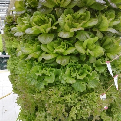 Torre Aeroponía - 120 plantas