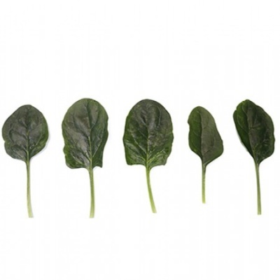https://www.groho.es/product/semillas-hibridas-espinaca https://www.groho.es/product/semillas-hibridas-espinaca