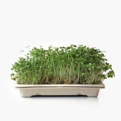 Kit Microgreens Picantes