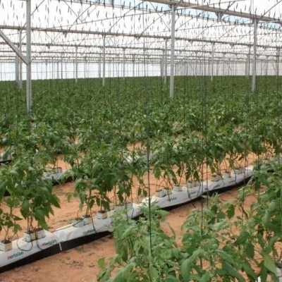 Nutrientes fase vegetativa - 25 Litros