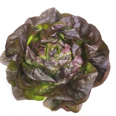 Lechuga Roja Lisa GILMORE