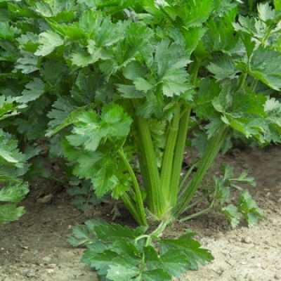 Apio IMPERIAL Apio IMPERIAL