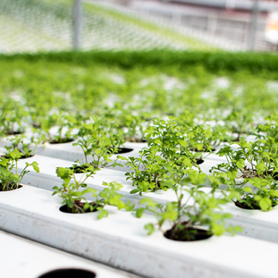 Curso Online Introducción a la Hidroponía - ¿Cómo cultivar sin tierra? Curso Online Introducción a la Hidroponía - ¿Cómo cultivar sin tierra?