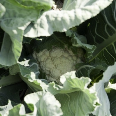 https://www.groho.es/product/semillas-hibridas-coliflor https://www.groho.es/product/semillas-hibridas-coliflor