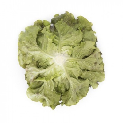 https://www.groho.es/product/lechuga-batavia-roja-peletizada https://www.groho.es/product/lechuga-batavia-roja-peletizada