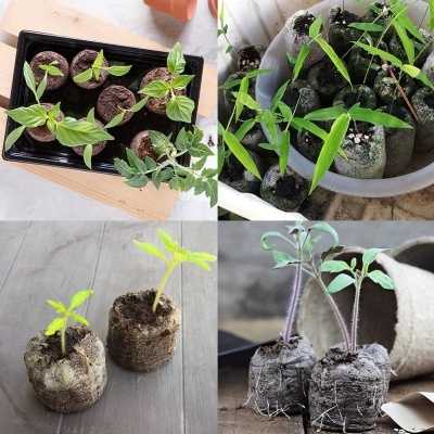 100 piezas de fibra de coco