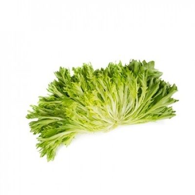 Lechuga Verde Ondulada ACUARIO Lechuga Verde Ondulada ACUARIO