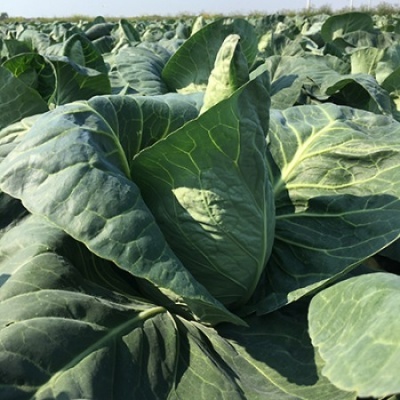 Repollo corazón LINCMA