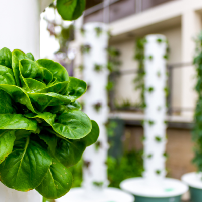 Curso Online Introducción a la Hidroponía - ¿Cómo cultivar sin tierra? Curso Online Introducción a la Hidroponía - ¿Cómo cultivar sin tierra?