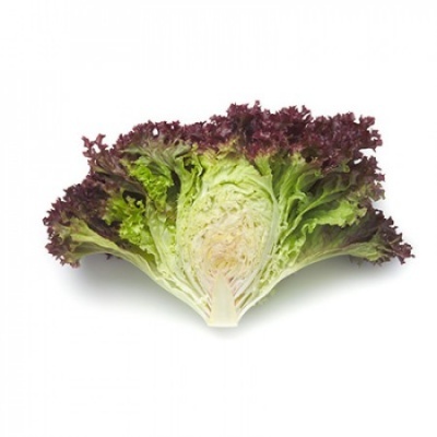 https://www.groho.es/product/lechuga-lollo-roja-peletizada-concorde https://www.groho.es/product/lechuga-lollo-roja-peletizada-concorde