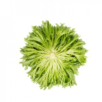 Lechuga Verde Ondulada ACUARIO Lechuga Verde Ondulada ACUARIO