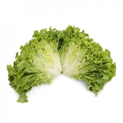 Lechuga Batavia Verde ALISION Lechuga Batavia Verde ALISION
