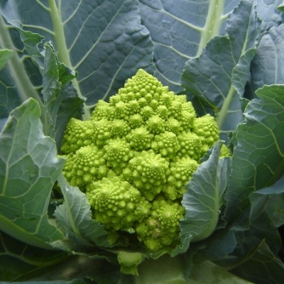 Coliflor PUNTOVERDE