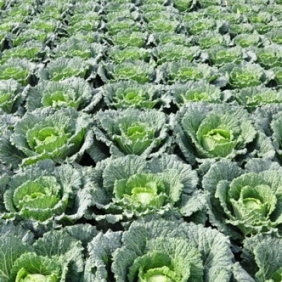 Col de Saboya MADLENE