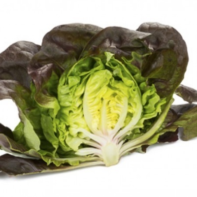 Lechuga Roja Lisa GILMORE