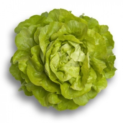 Lechuga Verde Lisa ALMAGRO