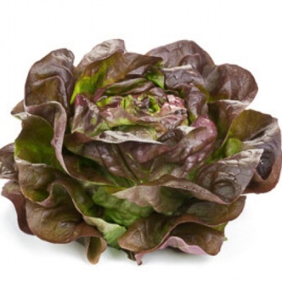 Lechuga Lisa Roja (50 un)