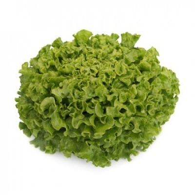 Lechuga Batavia Verde ALISION Lechuga Batavia Verde ALISION