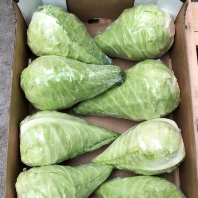 Repollo corazón LINCMA