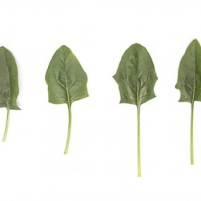 https://www.groho.es/product/semillas-hibridas-espinaca-shrike https://www.groho.es/product/semillas-hibridas-espinaca-shrike
