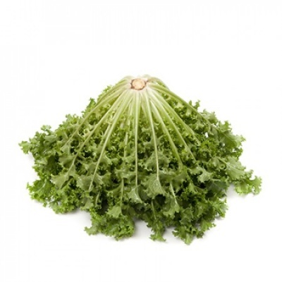 https://www.groho.es/product/semillas-peletizadas-achicoria-monaco https://www.groho.es/product/semillas-peletizadas-achicoria-monaco