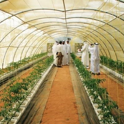 Nutrientes fase vegetativa - 25 Litros