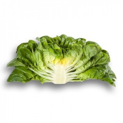 Lechuga Verde Lisa PASCAL