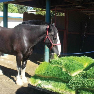 Curso Online - Forraje Verde Hidropónico Curso Online - Forraje Verde Hidropónico
