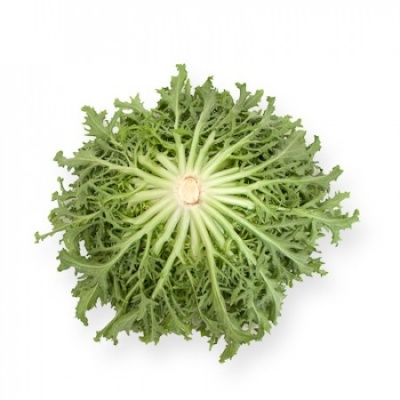 Achicoria GALANTI Achicoria GALANTI