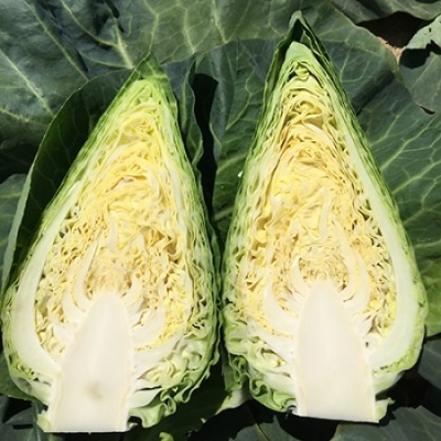 Repollo corazón LINCMA