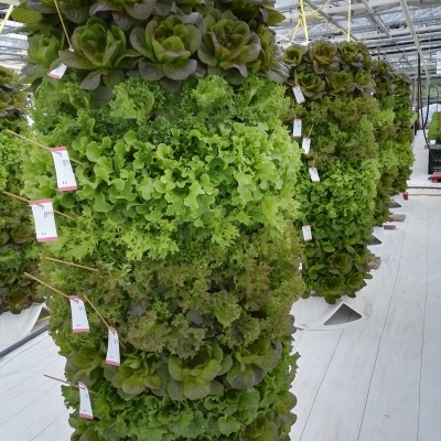 Torre Aeroponía - 120 plantas