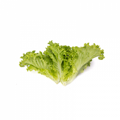 Lechuga Batavia Verde AFICION Lechuga Batavia Verde AFICION